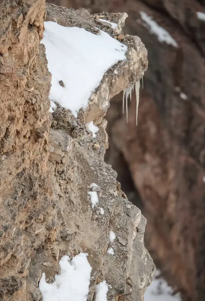 Увидели на фото снежного барса?