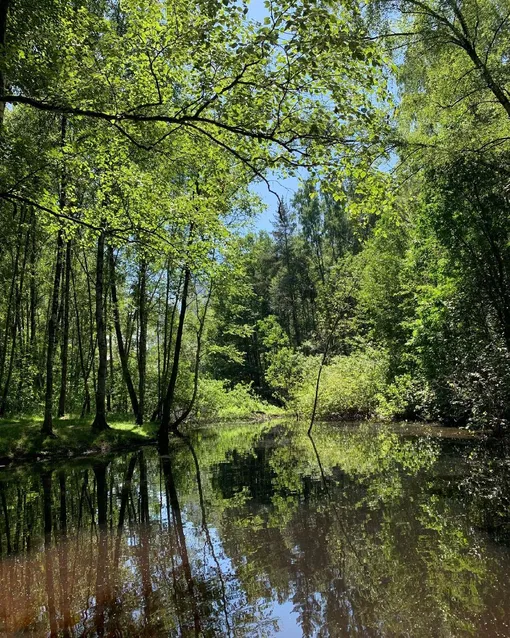 Алешкинский лес