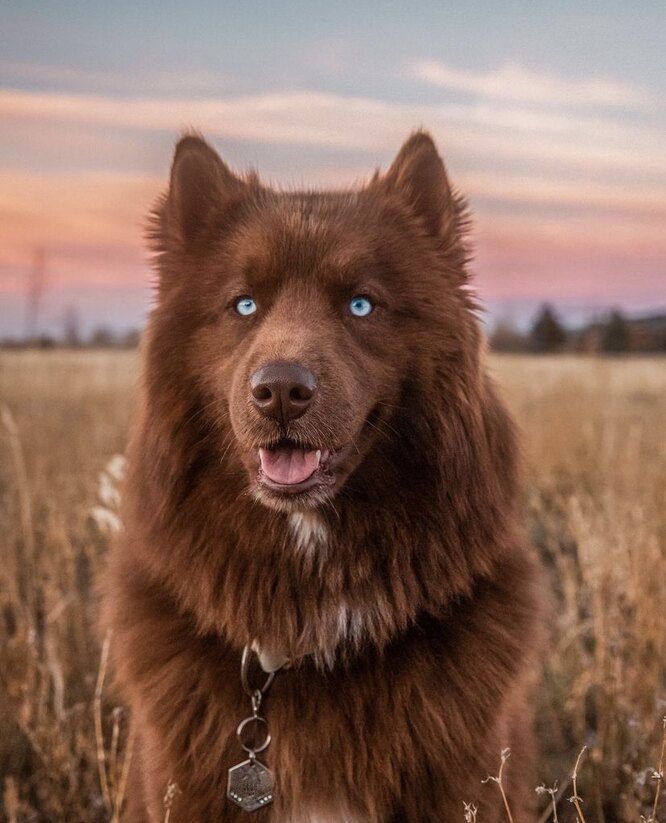 Сибирский хаски: фото, описание и характер породы собаки - Purina ONE®